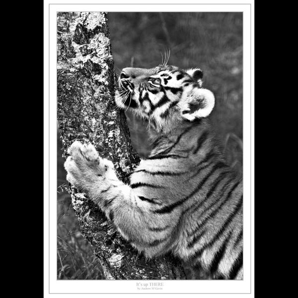 Tiger cub and tree