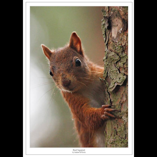 Red Squirrel