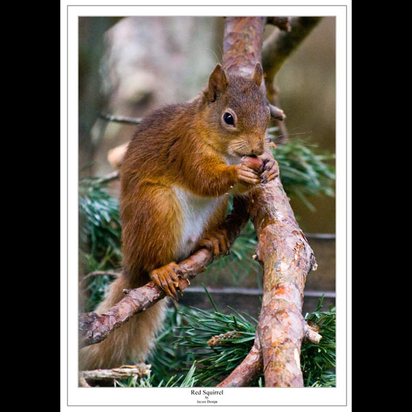 Red Squirrel