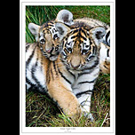 Amur Tiger cubs