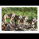 Four Wolves on a log
