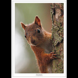 Red Squirrel