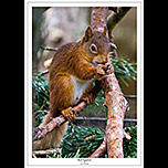 Red Squirrel