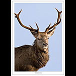 Red Deer Stag