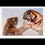 Tigers playing in the snow