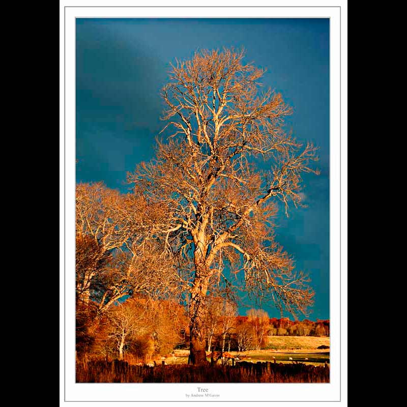 Tree in sunset light