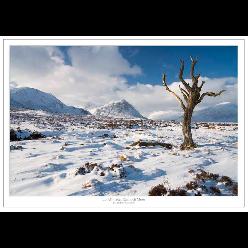 Tree on Rannoch Moor